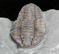 Flexicalymene Trilobite - Ohio #61038-2